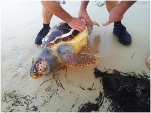 Esemplare Caretta Caretta ritrovato morto sulla spiaggia a Manfredonia (ph: statoquotidiano)