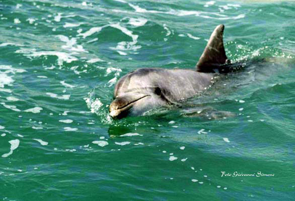 Il delfino Filippo