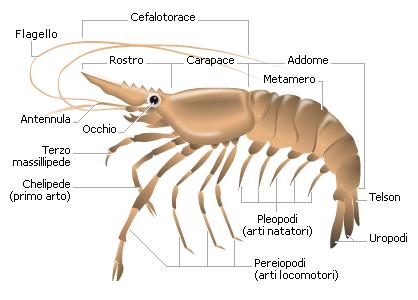 crostacei