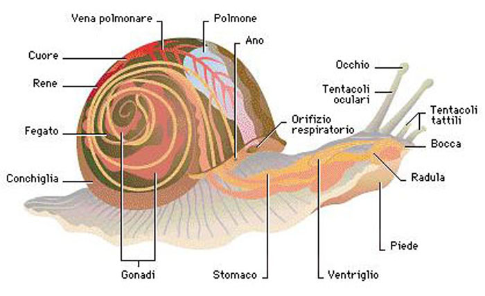 platelminti