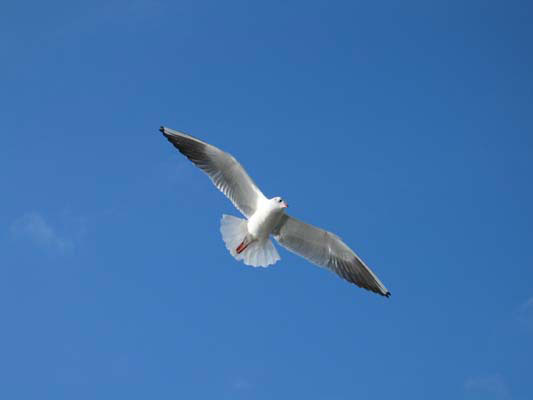 Volo di un gabbiano