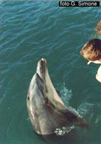 delfino filippo